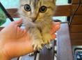 Отдам красивого котенка в добрые руки