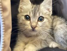 Отдам красивого котенка в добрые руки