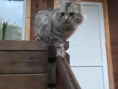 Отдам красивого котенка в добрые руки