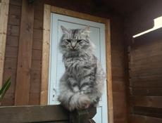 Отдам красивого котенка в добрые руки