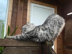 Отдам красивого котенка в добрые руки