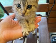 Отдам красивого котенка в добрые руки