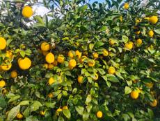 Продается лимон 50 р все 