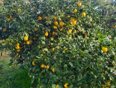 Продается лимон 50 р все 