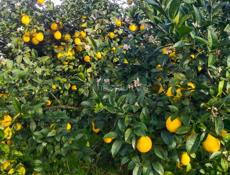 Продается лимон 50 р все 