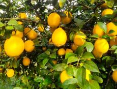 Продается лимон 50 р все 