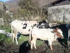 Продаются коровы