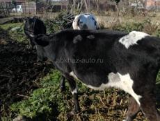 Продаются коровы