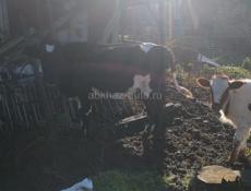 Продаются коровы