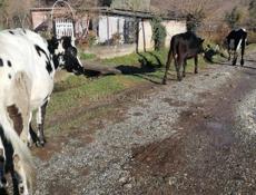 Продаются коровы