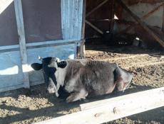 Продаются коровы