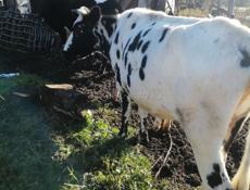 Продаются коровы