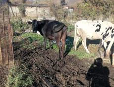 Продаются коровы