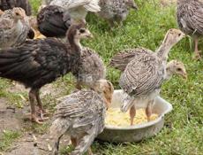 СРОЧНО ПРОДАЮ ИНДЮШЕК!!!