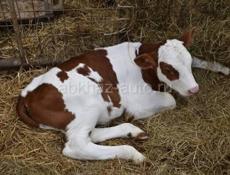 ПРОДАЮ ТЕЛЯТ ,ТОРГ УМЕСТЕН 