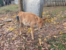 Телёнок. Телка 