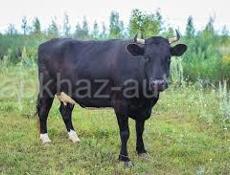 Продаётся Звонить или писать на вотсапп 7318730