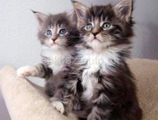ПРОДАЮ ПОРОДИСТЫХ КОТЯТ СРОЧНО 