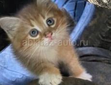 ПРОДАЮ ПОРОДИСТЫХ КОТЯТ СРОЧНО 