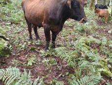 ПРОДАЮ БЫКА 