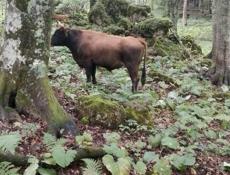 ПРОДАЮ БЫКА 