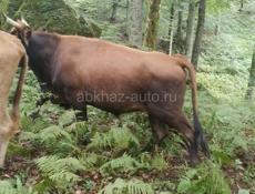 ПРОДАЮ БЫКА 