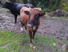 Продажа коровы