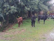 Продаються бычки