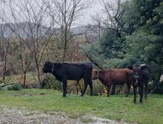 Продаються бычки