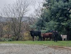 Продаються бычки