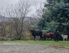 Продаються бычки