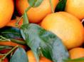 Продам сладкие мандарины
