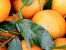Продам сладкие мандарины
