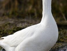 Продам белых гусей