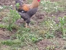 Продам петухов