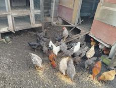 Продам курей