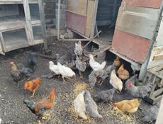 Продам курей