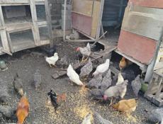 Продам курей