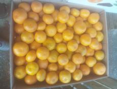 Мандарин с укладкой