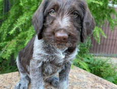 Отдам в добрые руки