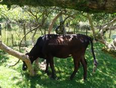 Продается корова 3годичная