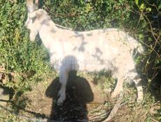 Продаётся козёл кострированный 