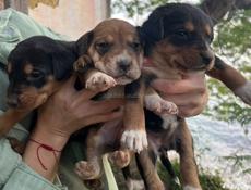 Щенки в добрые руки 