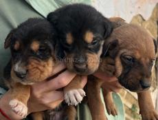 Щенки в добрые руки