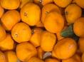 Куплю мандарины оптом 