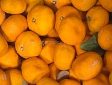 Куплю мандарины оптом 