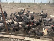 Куры,Петухи,Цыплята 