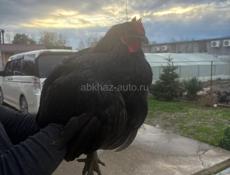 Куры,Петухи,Цыплята 