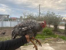 Куры,Петухи,Цыплята 