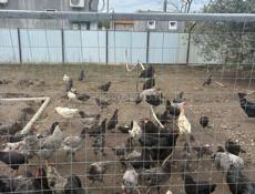 Куры,Петухи,Цыплята 